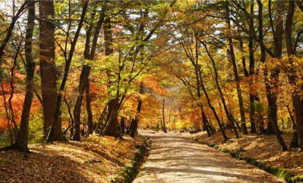 남양주 광릉 가을 숲