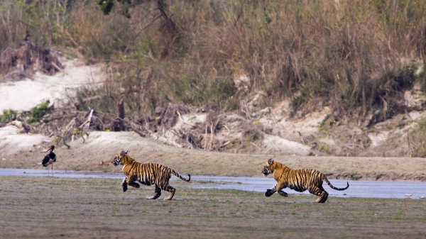 네팔에서 포착된 야생 호랑이 ⓒ WWF